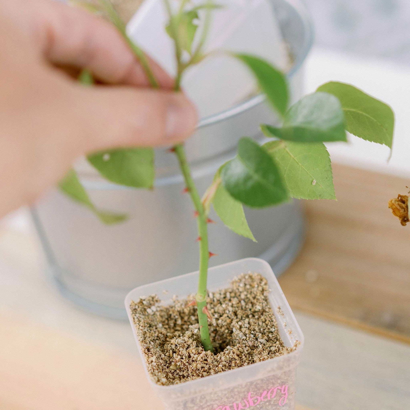 Black Bootstrap Farmer 2.5-inch extra strength seed starter pots for planting and seedling growth.