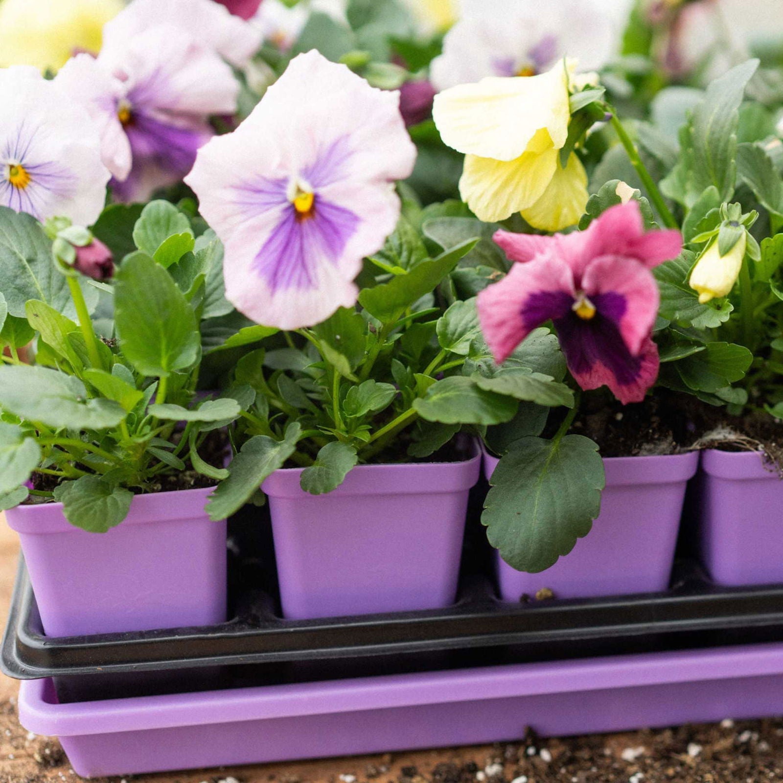 Set of 40 Bootstrap Farmer 2.5-inch extra strength seed starter pots in black, ideal for seedlings and gardening.