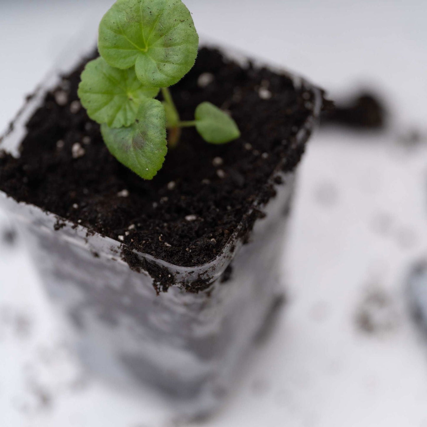 Set of 40 Bootstrap Farmer 2.5-inch black seed starter pots, extra strength plastic, ideal for seedling propagation.