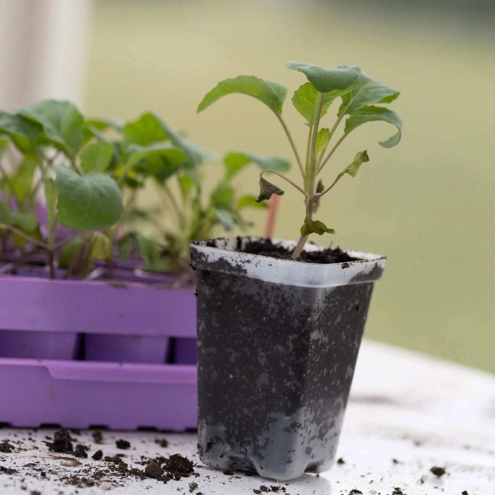 Black Bootstrap Farmer seed starter pots, 2.5-inch extra strength planting containers for seedlings and young plants.