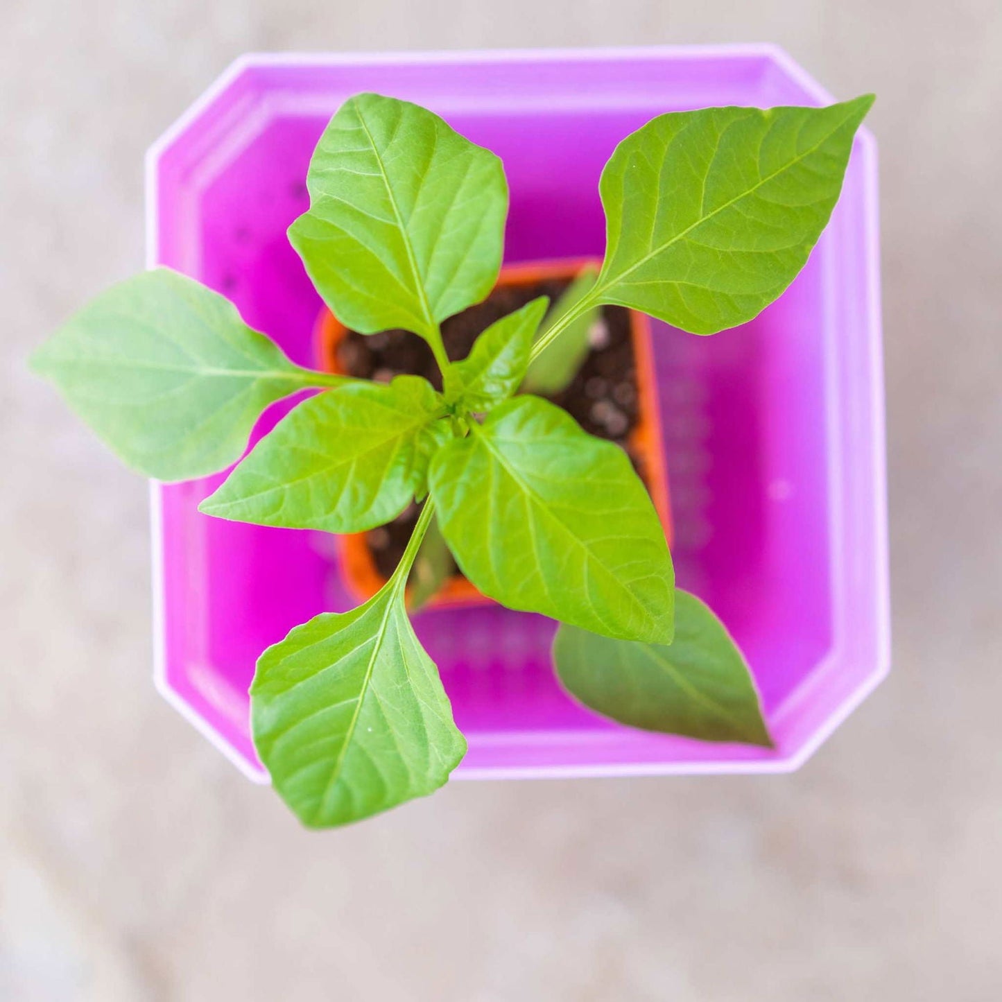 Set of 40 multicolor 5-inch reusable seed starting pots with inserts from Bootstrap Farmer for easy plant propagation.