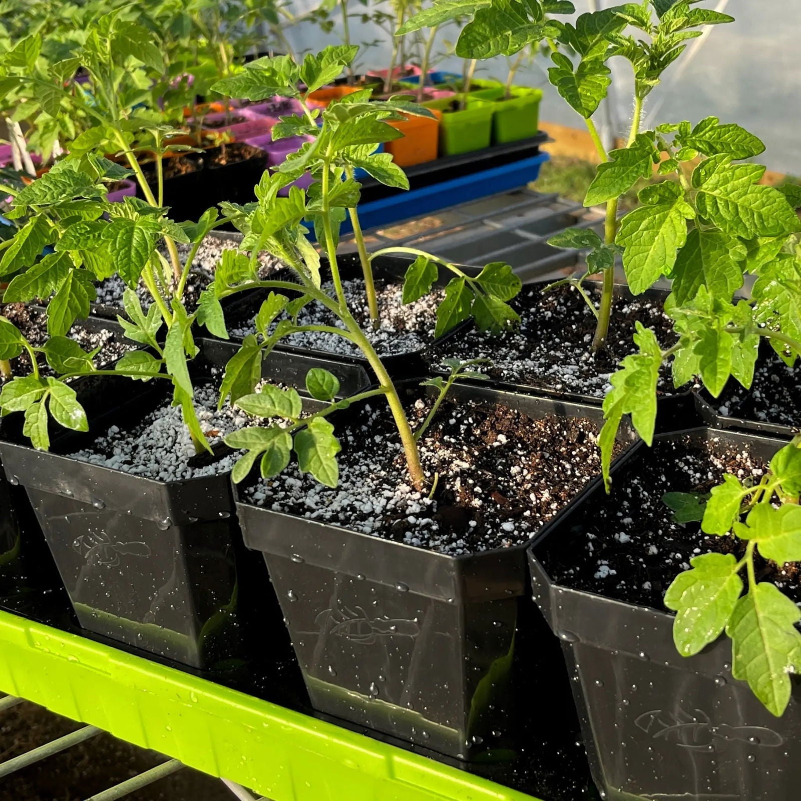 Set of five 5-inch reusable Bootstrap Farmer seed starting pots with inserts, multicolor, ideal for planting and germination.