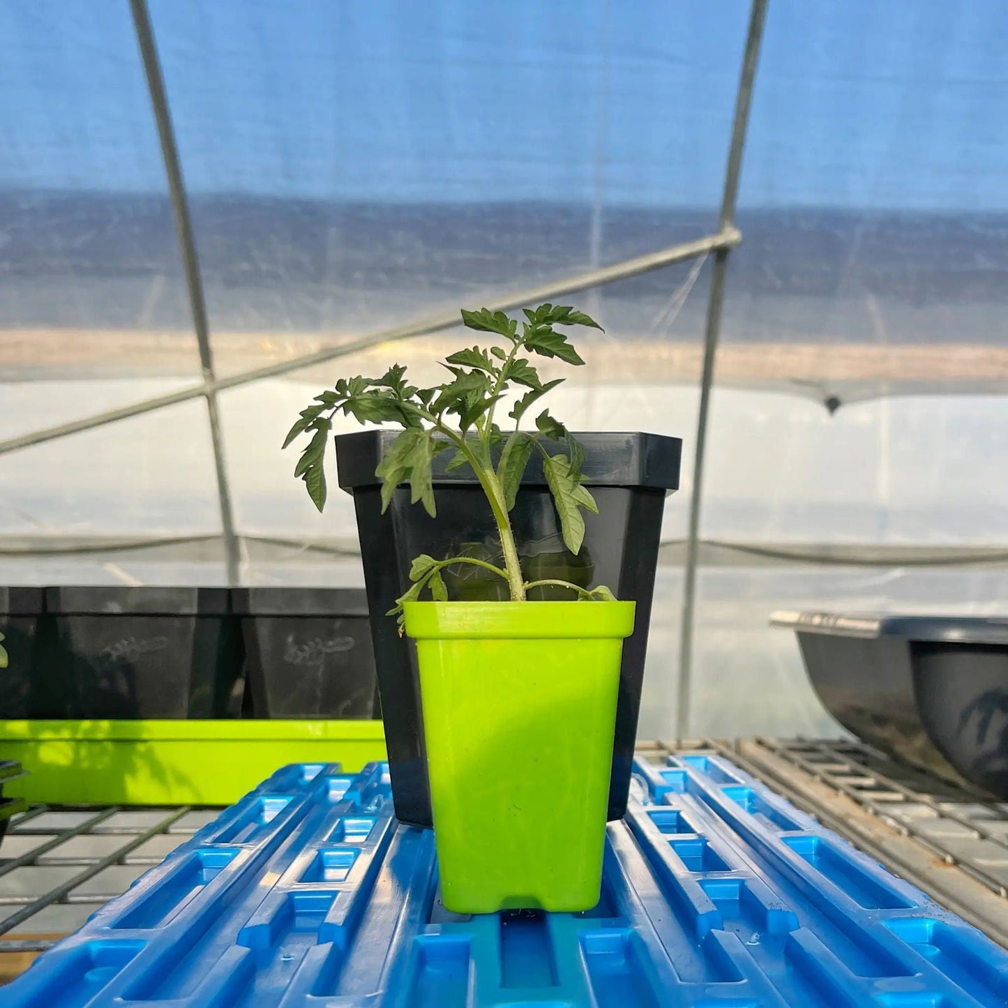 Set of 40 multicolor 5-inch reusable seed starting pots with inserts by Bootstrap Farmer, ideal for planting and germination.