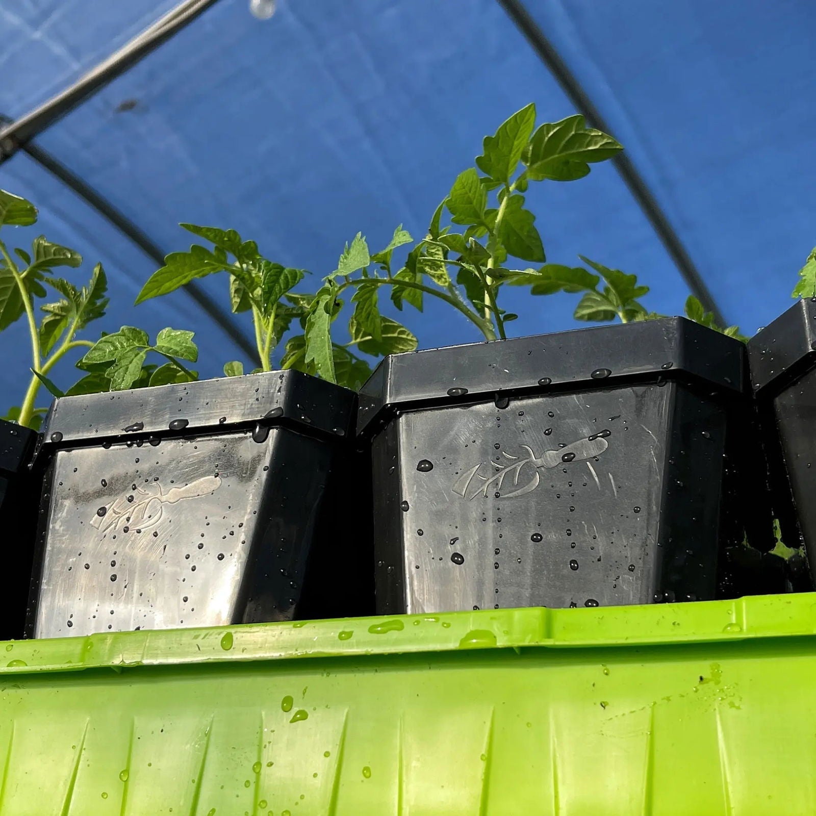 Set of 40 multicolor 5-inch reusable seed starting pots with inserts by Bootstrap Farmer, ideal for seed germination and planting.