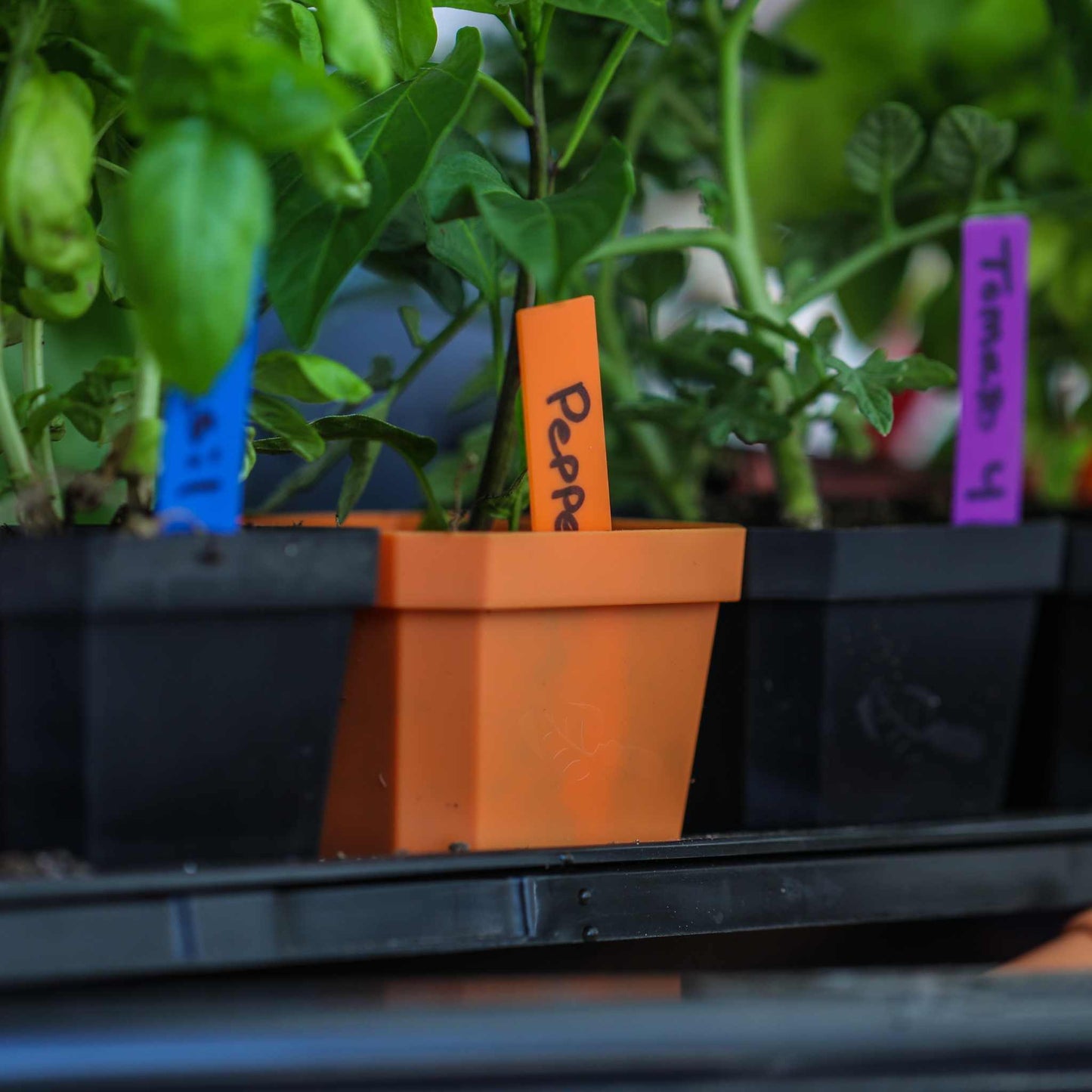 Set of 100 multi-color plant labels for gardening and seeding, made by Bootstrap Farmer, shown in various bright colors.