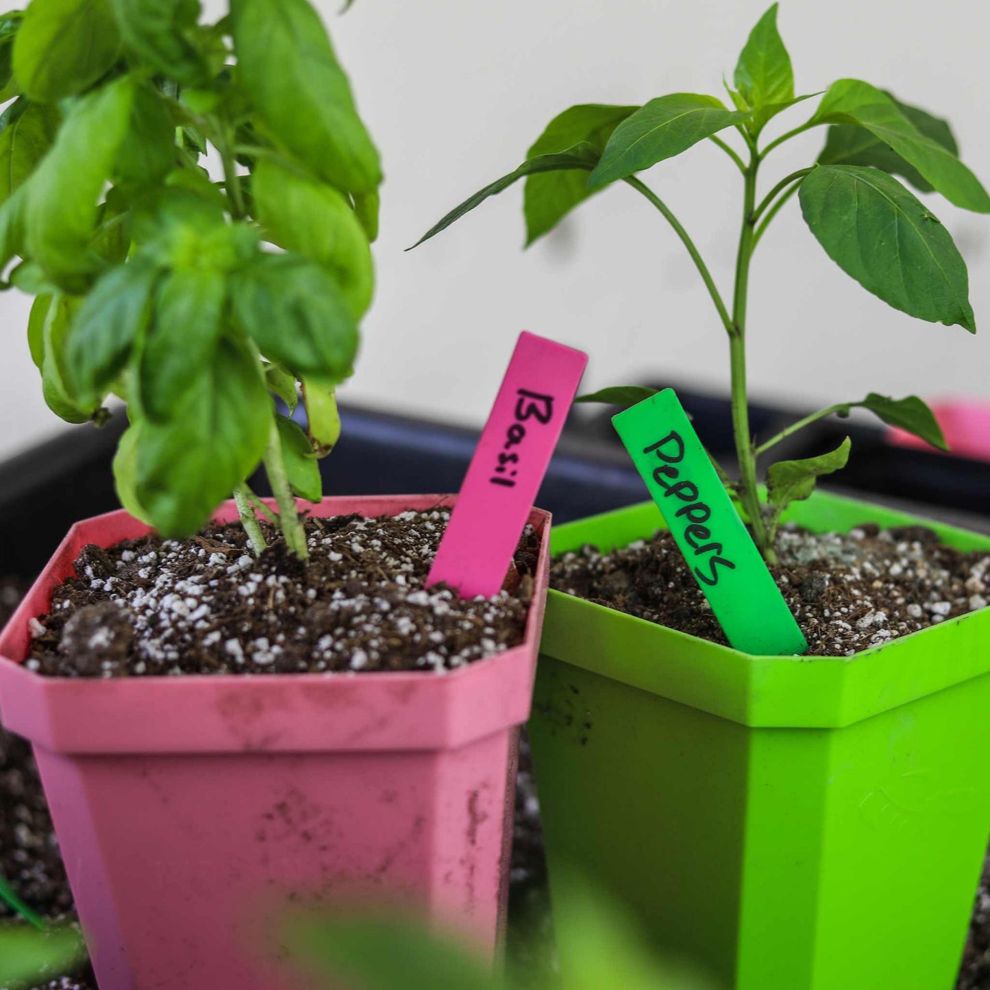 Set of 100 multi-color plant labels for seedling identification, featuring durable seeding tools by Bootstrap Farmer.