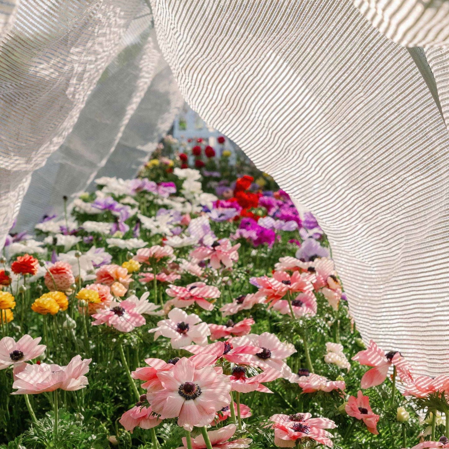 Aluminum white shade cloth by Bootstrap Farmer, 50% shade for sun protection, shown draped outdoors with a metal frame.