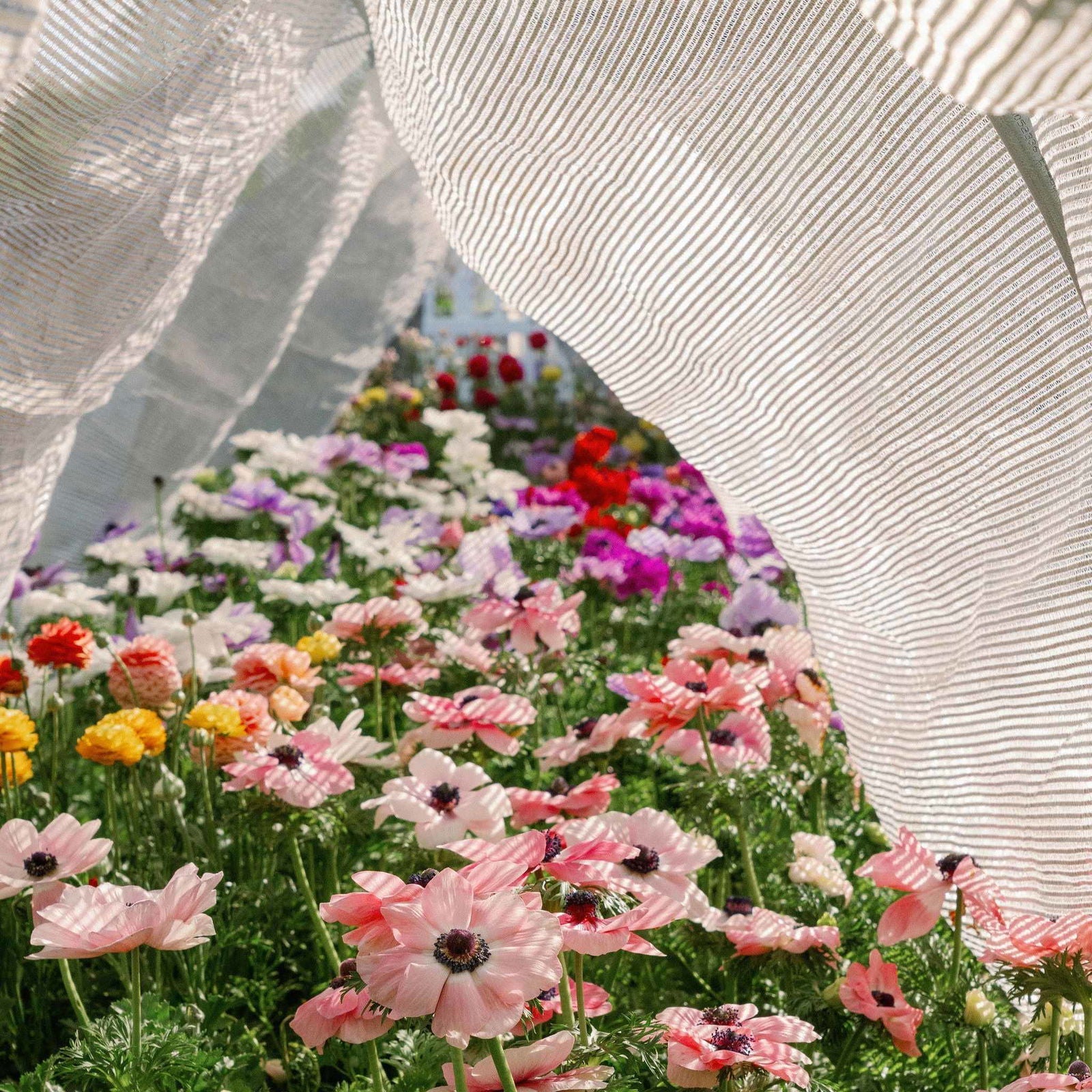 Aluminum white shade cloth by Bootstrap Farmer, 50% shade for sun protection, shown draped outdoors with a metal frame.