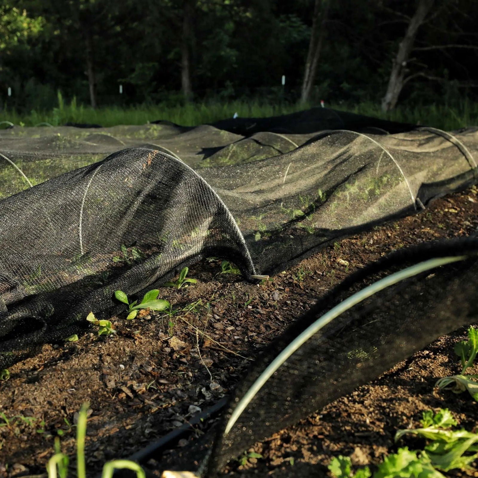 Bootstrap Farmer greenhouse shade cloth, 30% black sun protection, outdoor garden shading fabric for plant protection and temperature control.