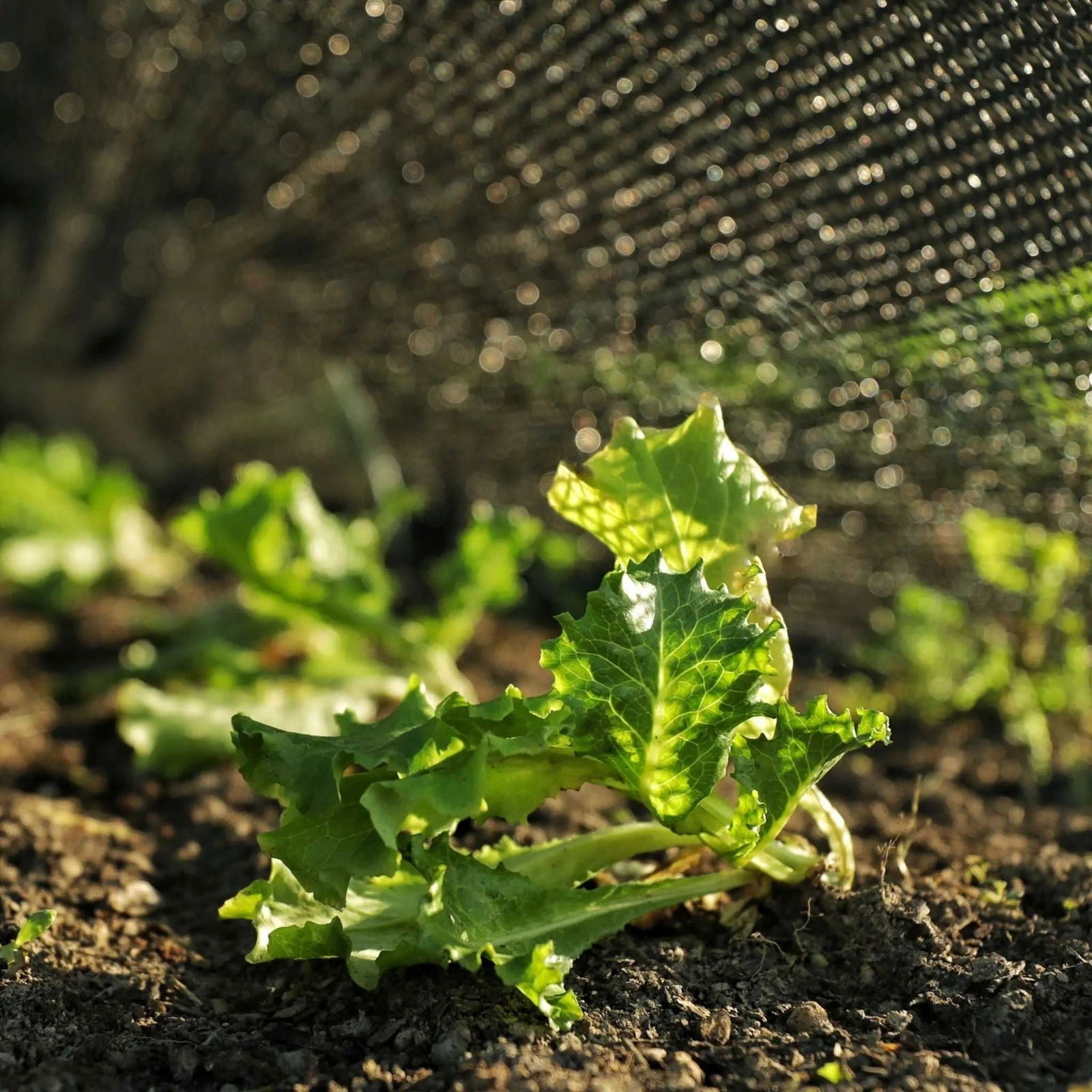 Bootstrap Farmer greenhouse shade cloth, 30% black shade, durable outdoor mesh for temperature control and sun protection.