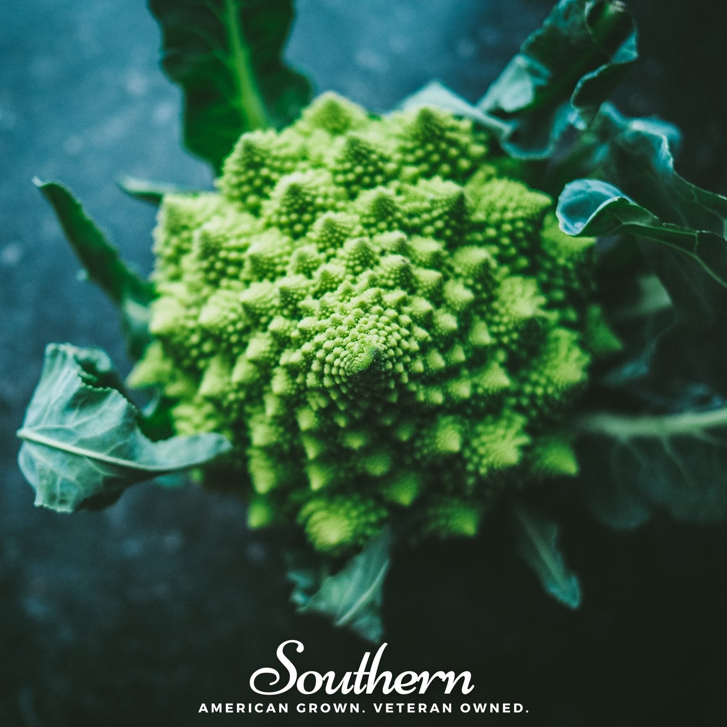 Romanesco broccoli seeds from Southern Seeds, showing vibrant green Romanesco Brassica oleracea seeds in a clear package.