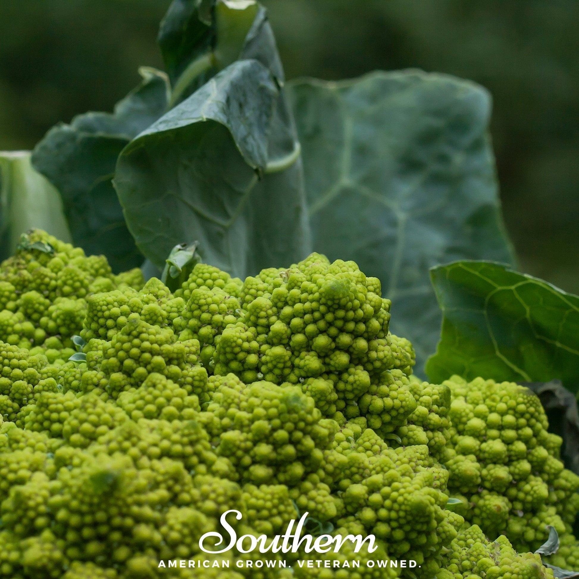 Romanesco broccoli seeds by Southern Seeds, showing vibrant green, textured Romanesco broccoli florets and seed packet.