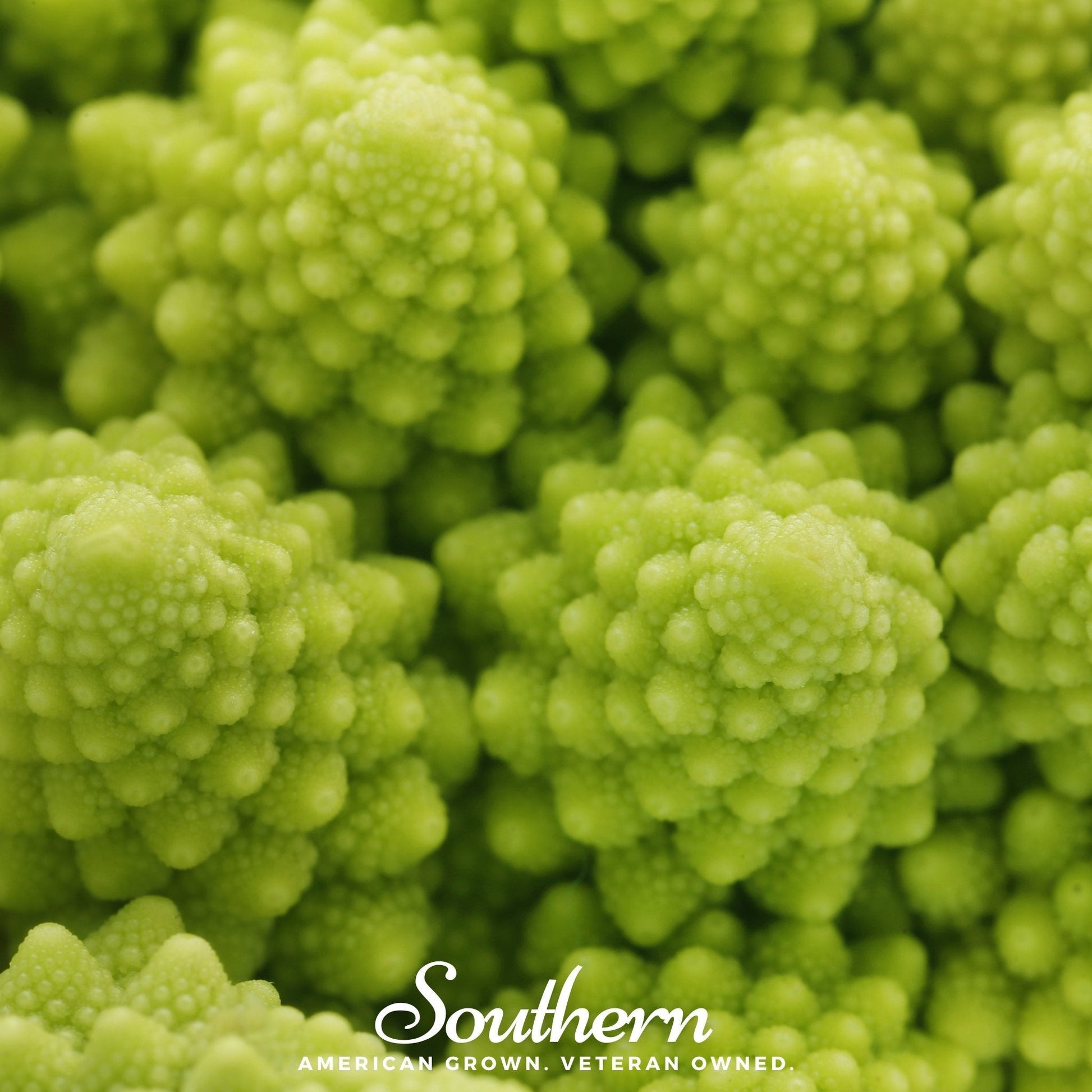 Romanesco broccoli seeds from Southern Seeds, showing vibrant green Romanesco broccoli heads and seeds ready for planting.