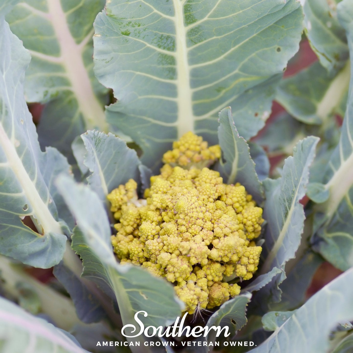 Romanesco broccoli seeds from Southern Seeds, close-up of vibrant green Romanesco broccoli head and seeds.