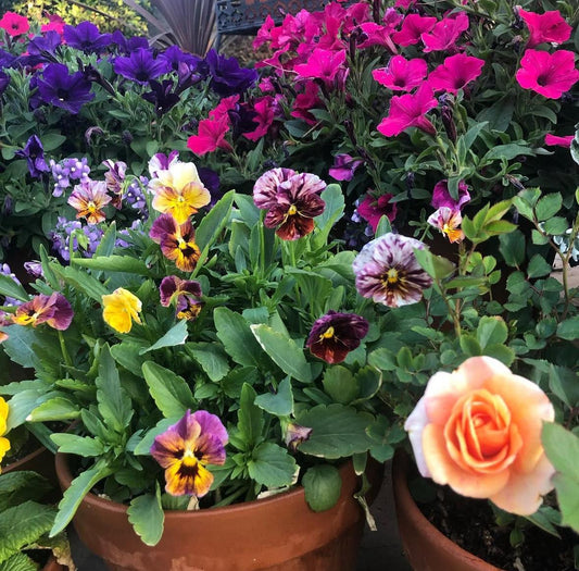 John's Plant Adventures Viola Brush Strokes seeds, colorful flower seeds with painted flower design for garden planting.