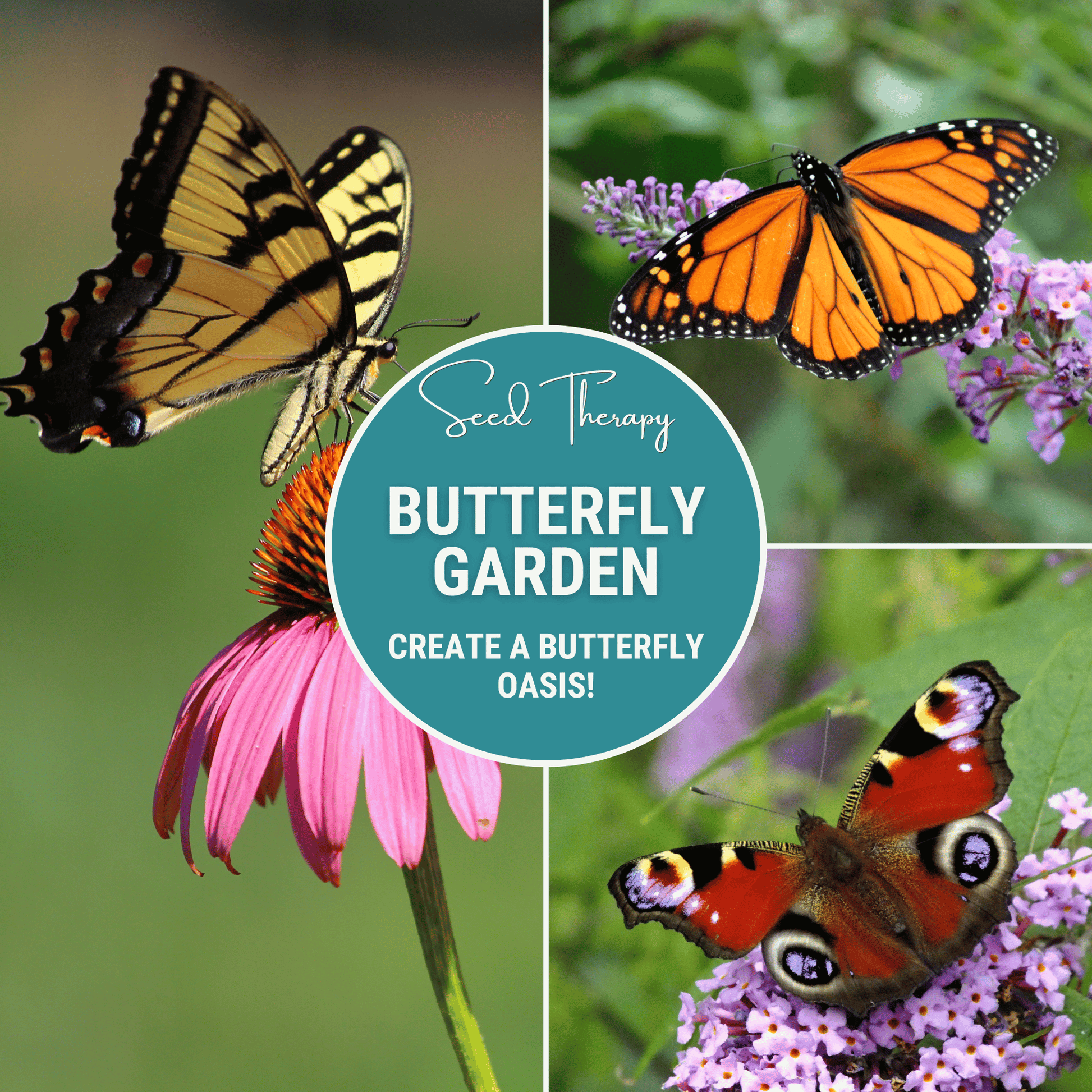 Packet of Butterfly Garden Seed Collection with 10 varieties from Southern Seeds, featuring colorful butterfly-friendly flower seeds.