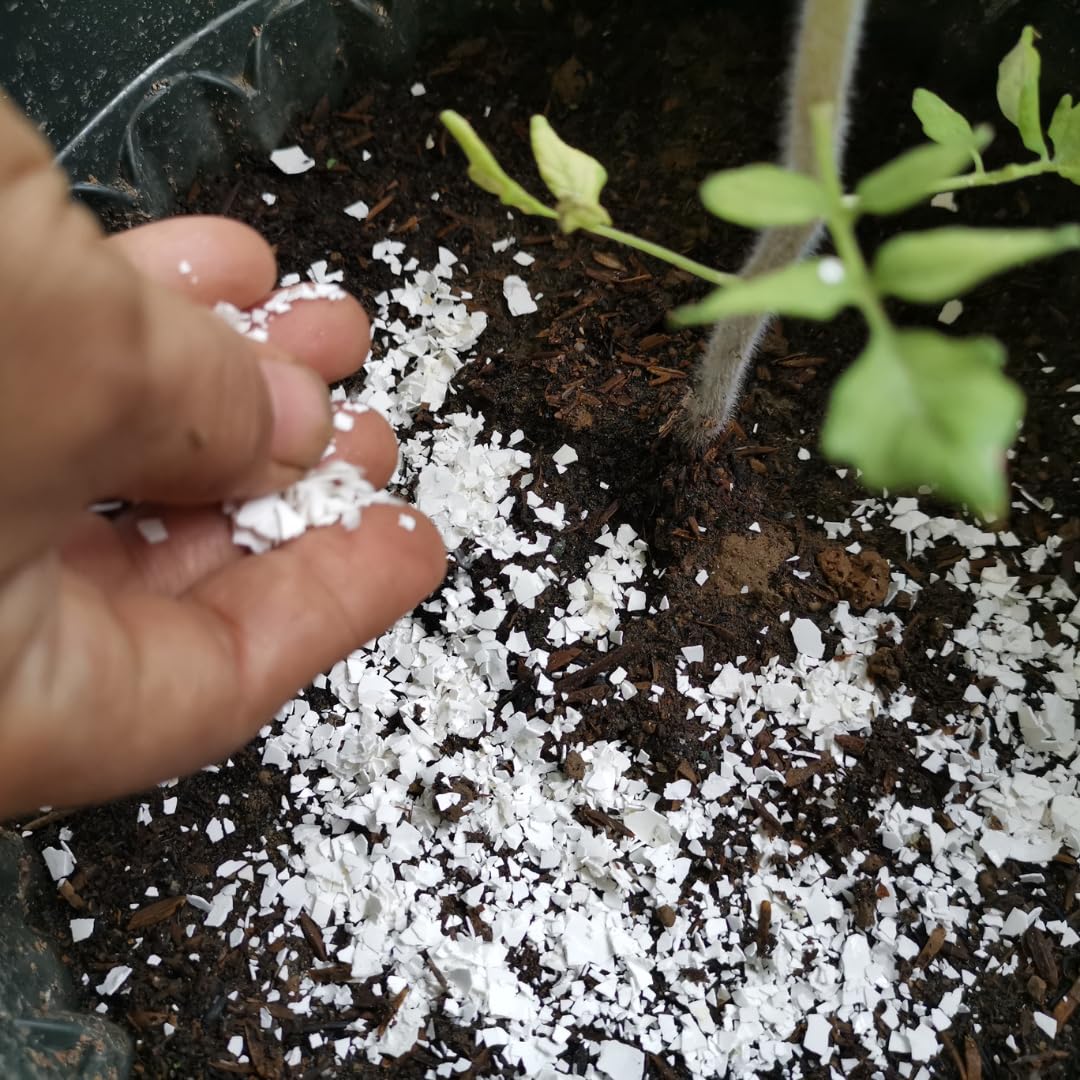 Close-up of Quail PlantShellz natural plant nourishment in a container, showing the organic formula designed for house plants.