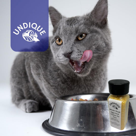 Freeze-dried Quailicious Boost cat food topper by Quailz.com showing small, nutrient-rich quail eggs ideal for supportive, grain-free cat nutrition.