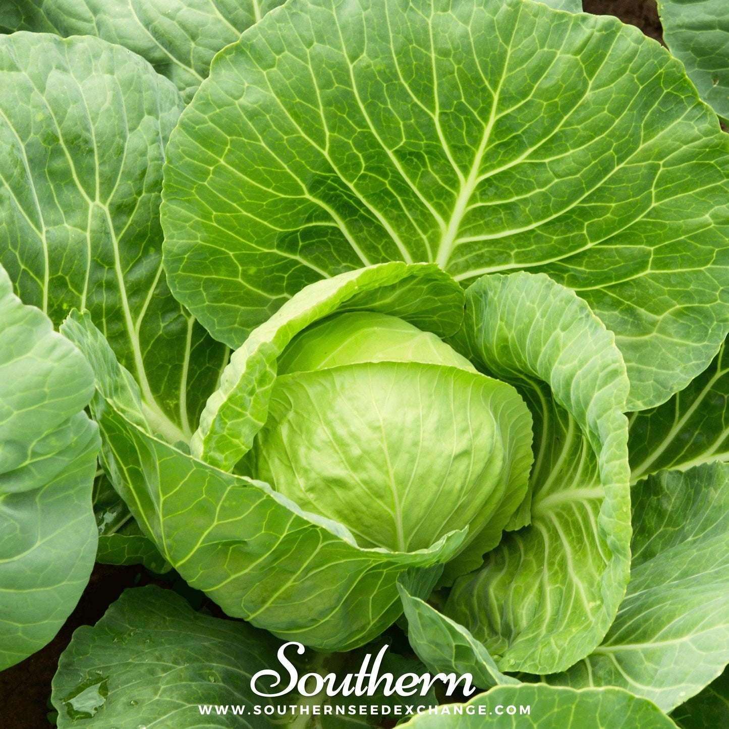 Golden Acre cabbage seeds from Southern Seeds, showing vibrant green, tightly packed leaves of this popular vegetable variety.