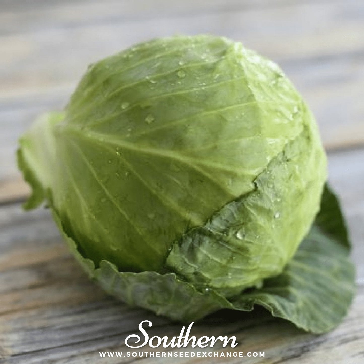 Golden Acre Cabbage seeds from Southern Seeds, close-up of vibrant green cabbage seeds in a packet.