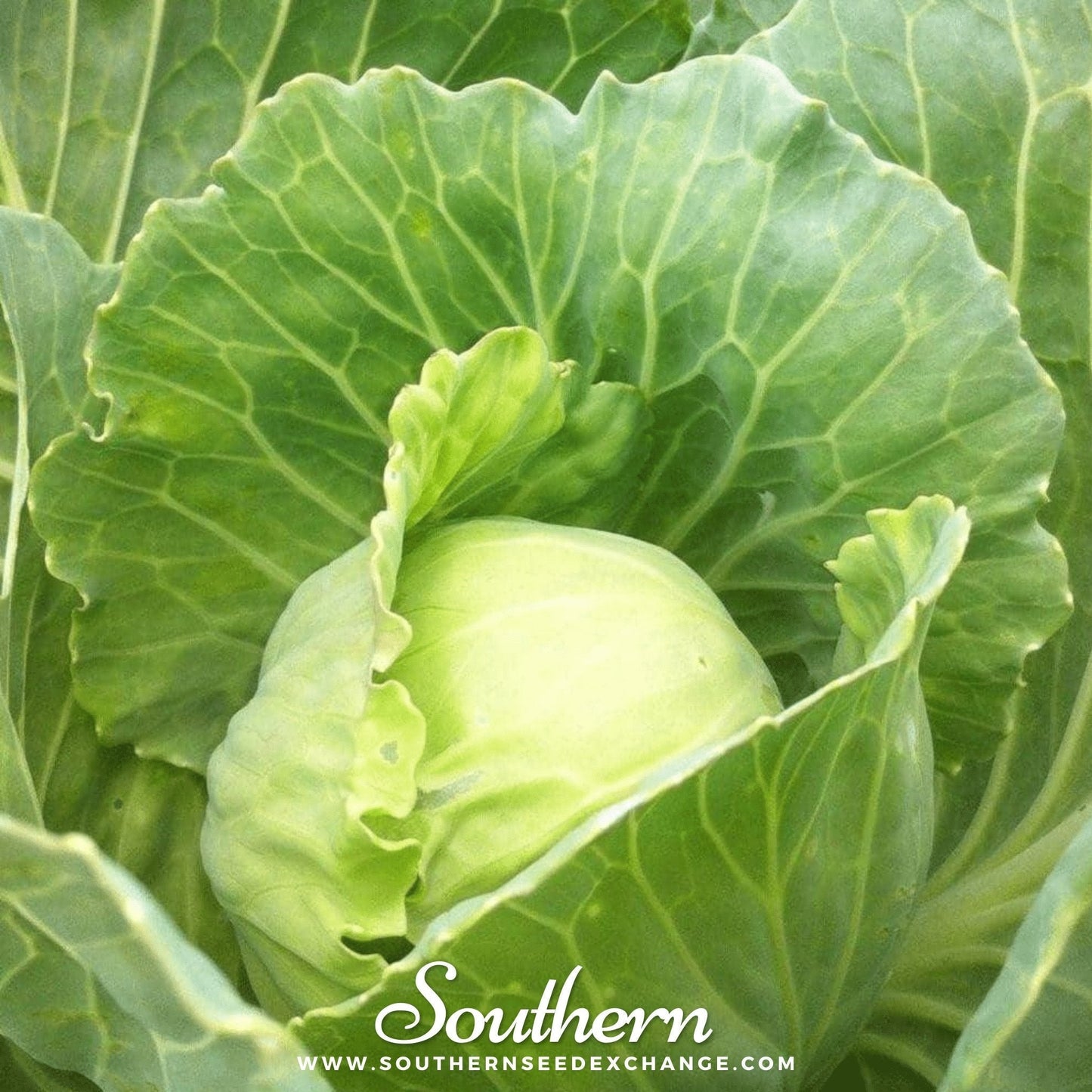 Golden Acre cabbage seeds from Southern Seeds, showing vibrant green cabbage heads and seed packets for planting.