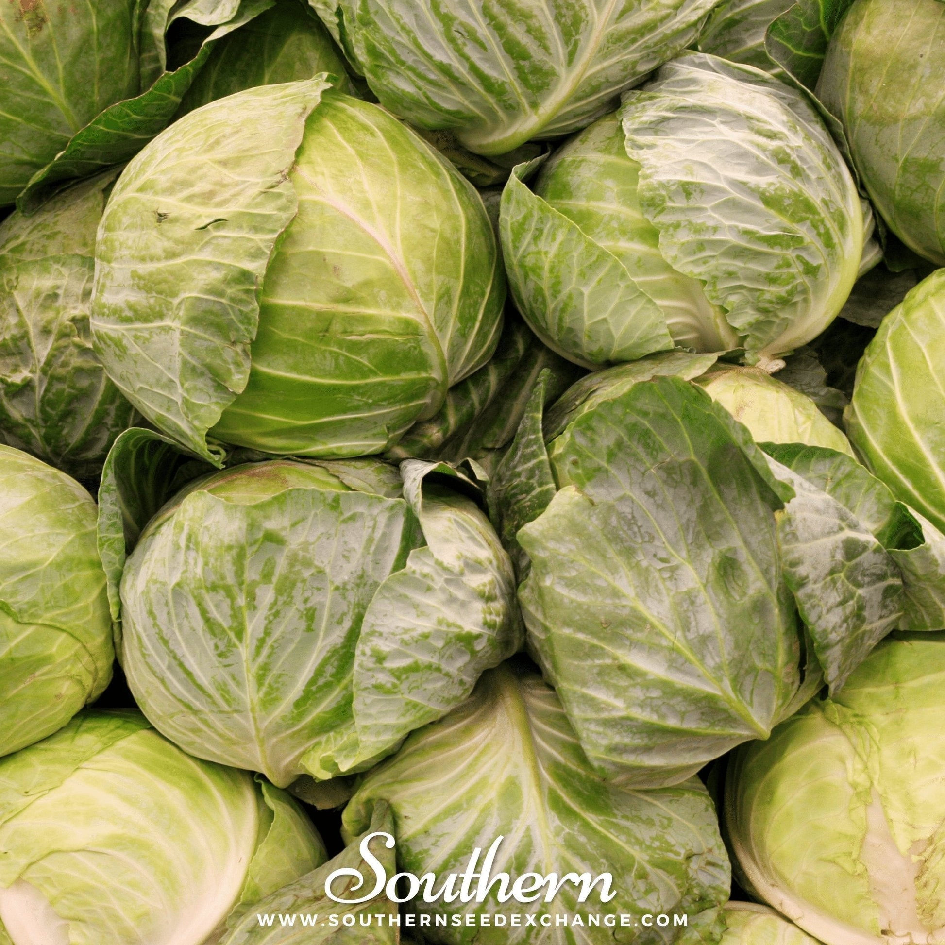 Golden Acre cabbage seeds from Southern Seeds, showing vibrant green, tightly packed leaves, ideal for planting and garden growth.