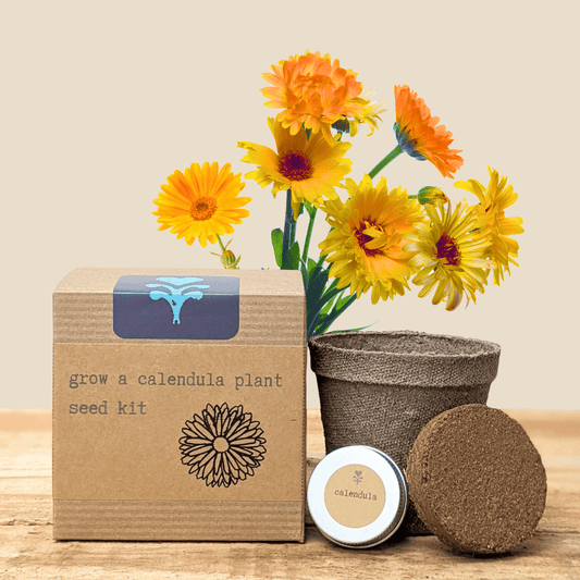 Calendula beginner grow kit by Plantflix with herb seeds, including soil and planting tools for easy gardening.