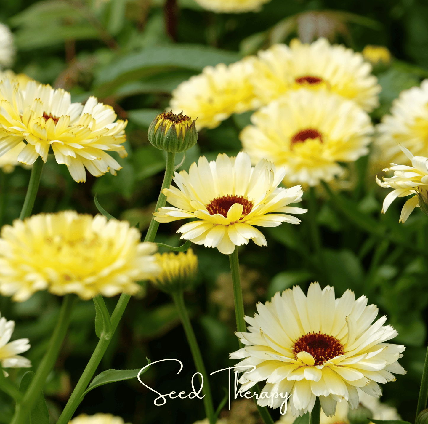 Ivory Princess Calendula seeds from Southern Seeds, 50-pack of Calendula officinalis for garden planting and floral decoration.