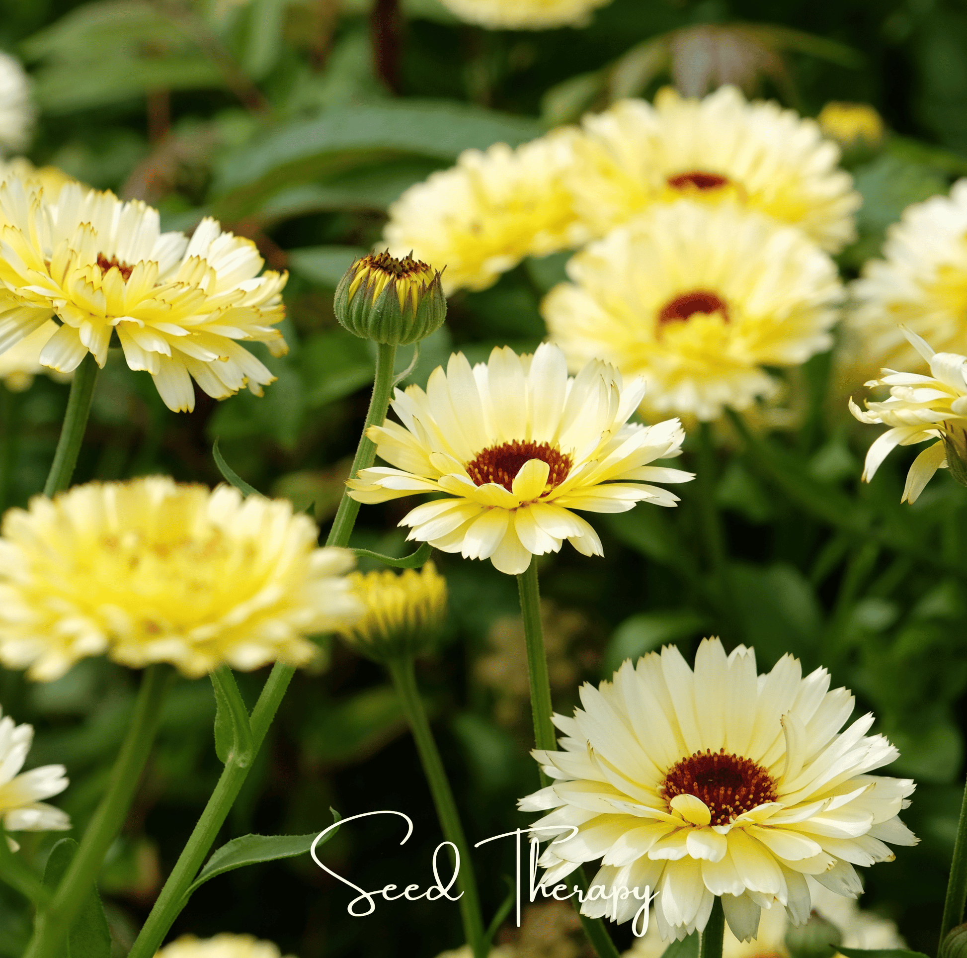 Ivory Princess Calendula seeds from Southern Seeds, 50-pack of Calendula officinalis for garden planting and floral decoration.