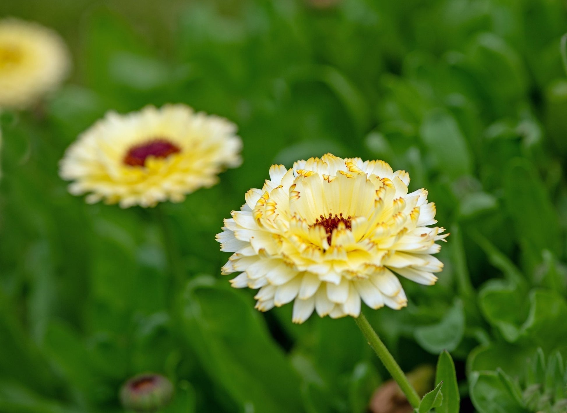 Ivory Princess Calendula flower seeds from Southern Seeds, 50-pack of Calendula officinalis for garden planting
