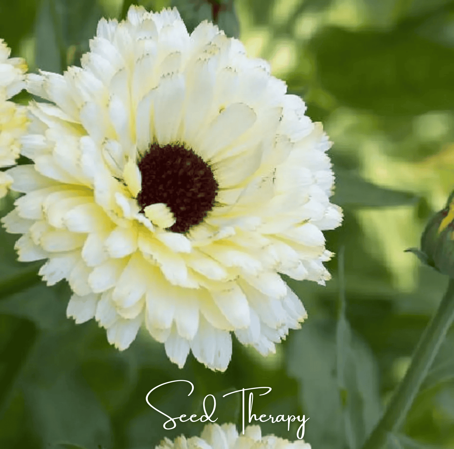 Ivory Princess Calendula seeds from Southern Seeds, 50-pack of Calendula officinalis for planting and garden decoration.