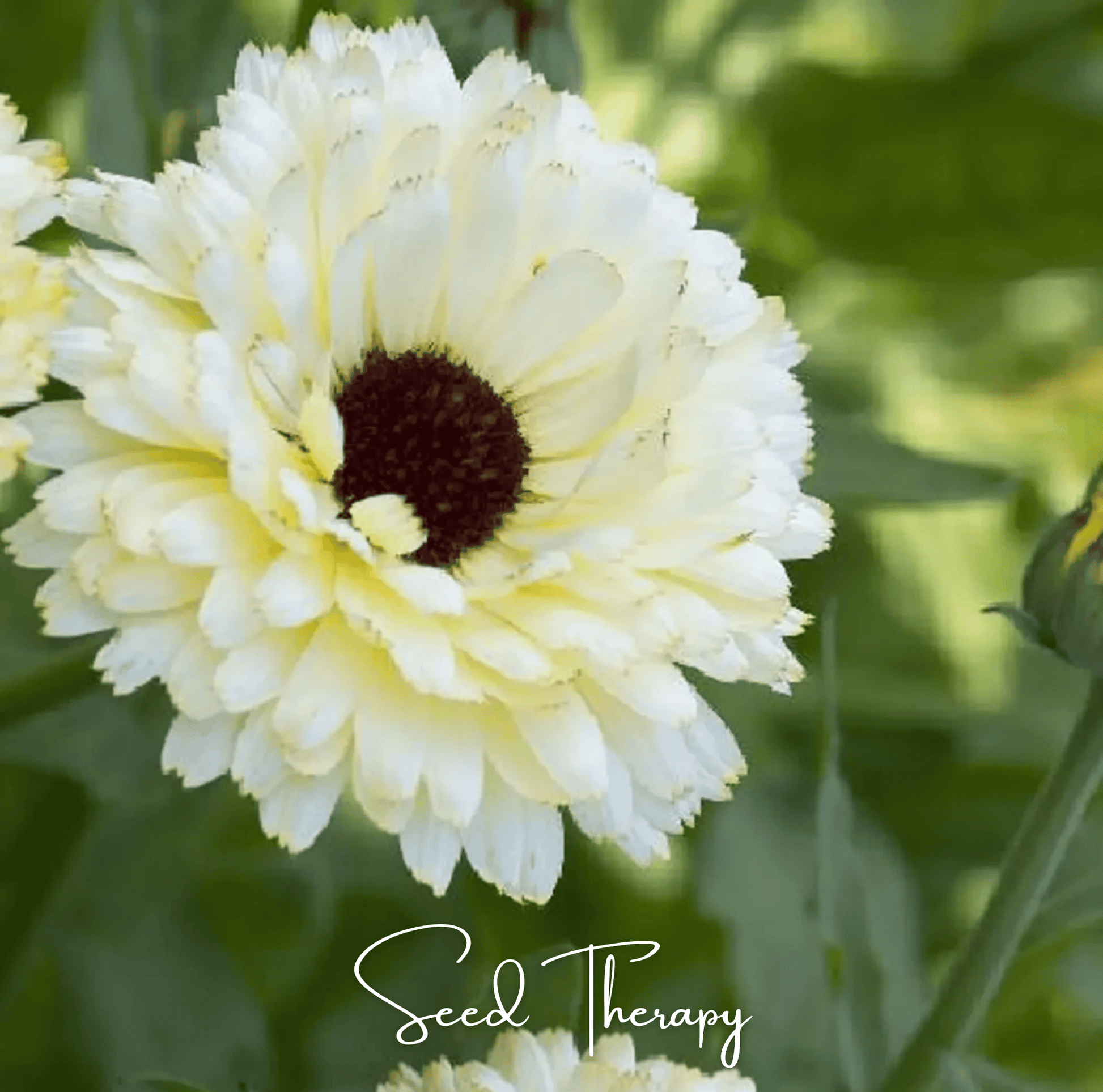 Ivory Princess Calendula seeds from Southern Seeds, 50-pack of Calendula officinalis for planting and garden decoration.