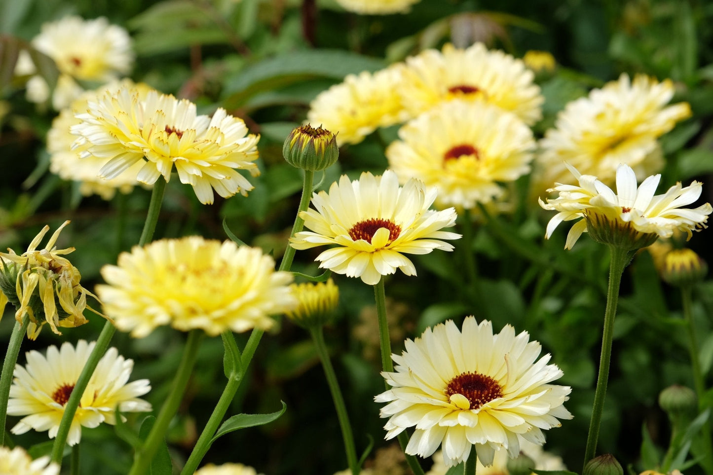 Ivory Princess Calendula seeds packet from Southern Seeds, featuring 50 Calendula officinalis flower seeds for gardening.