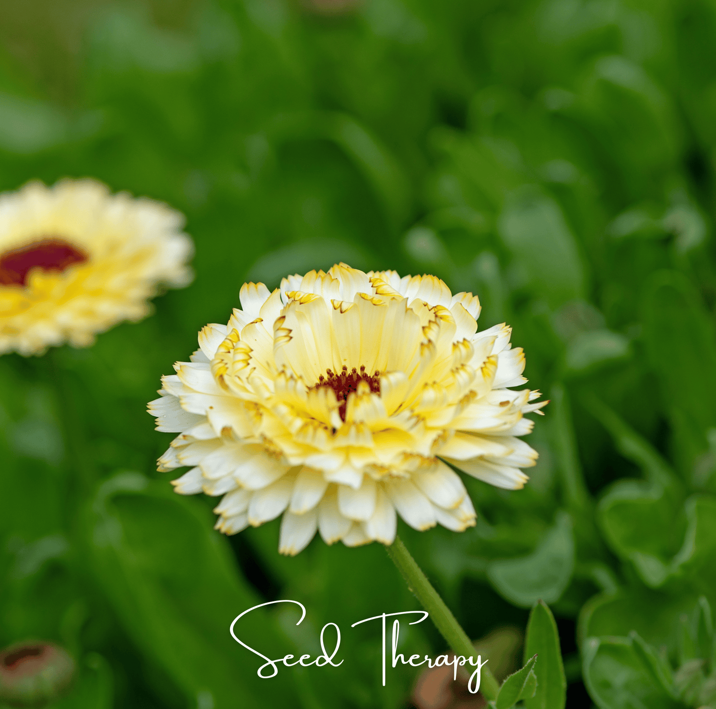Packet of Ivory Princess Calendula seeds from Southern Seeds, featuring 50 calendula officinalis seeds for garden planting.