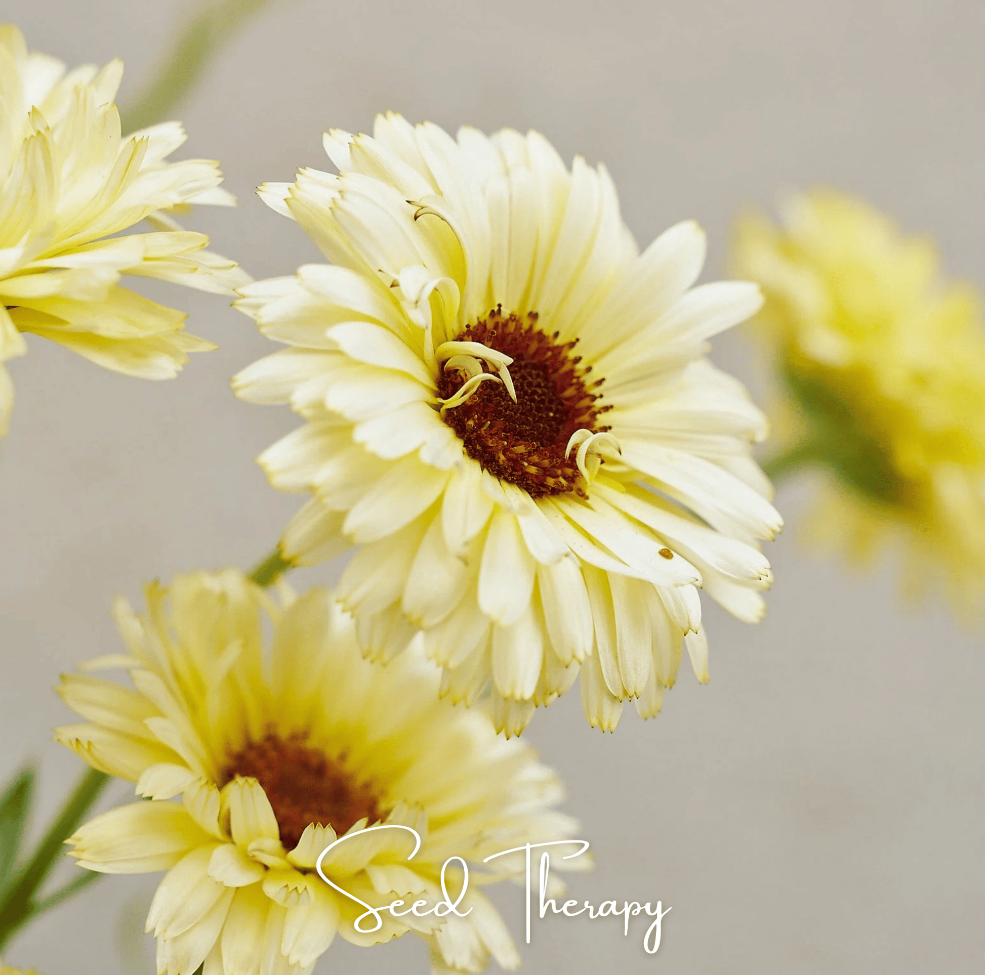 Ivory Princess Calendula seeds packet featuring 50 seeds of Southern Seeds' Calendula officinalis for garden planting.