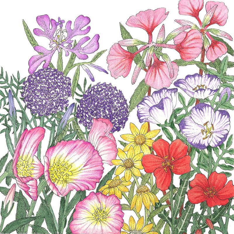 Grow Organic California native wildflower seed mix in a pound bag, showcasing a variety of colorful native flowers for planting