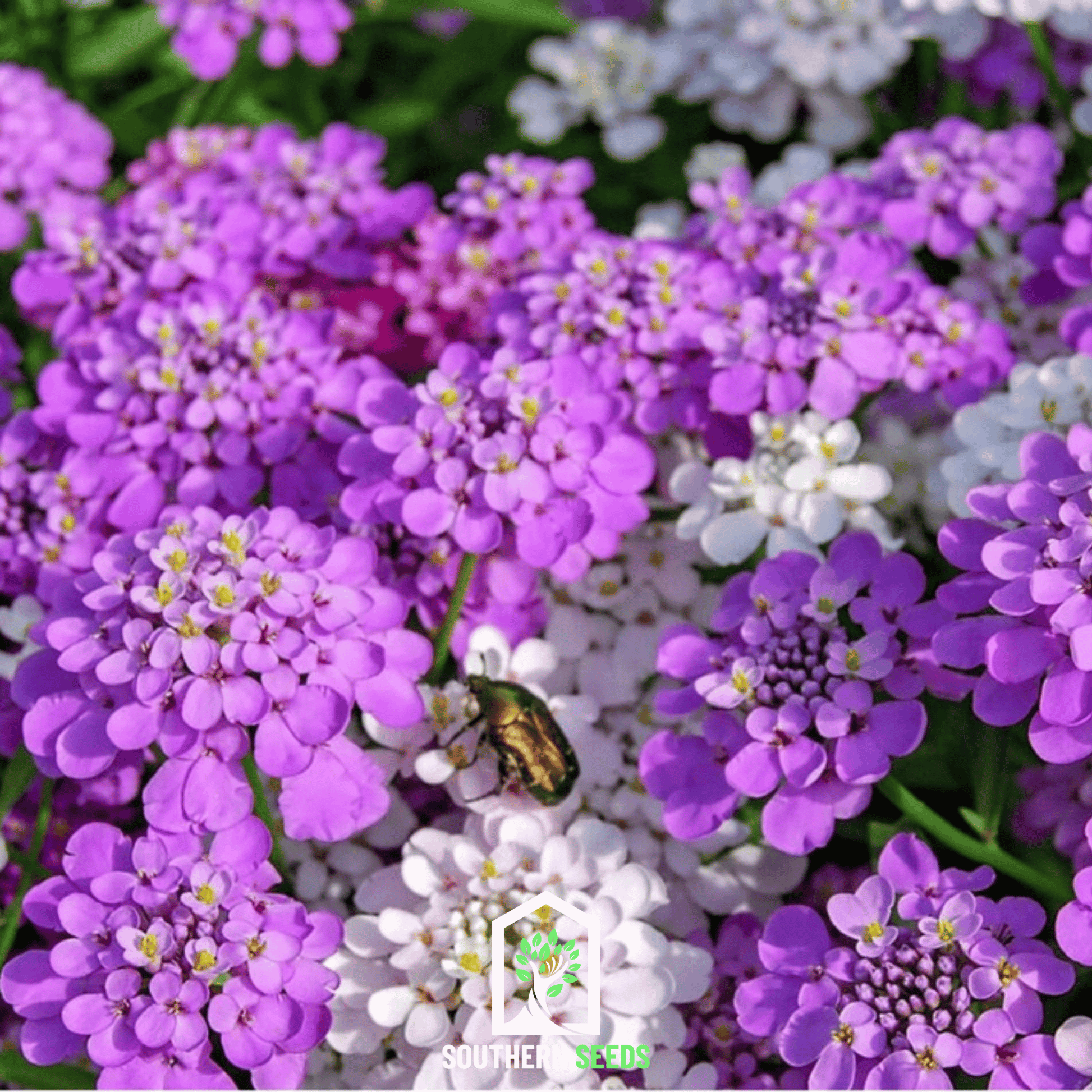 Mixed Candytuft flower seeds from Southern Seeds, showing vibrant seed packets for planting Candytuft in gardens.
