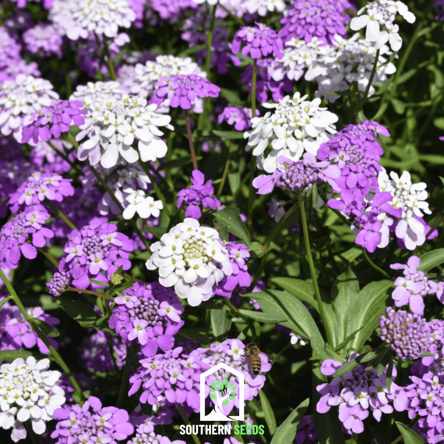 Mixed Candytuft seeds from Southern Seeds, showing colorful flower buds and green foliage, ready for planting in your garden.