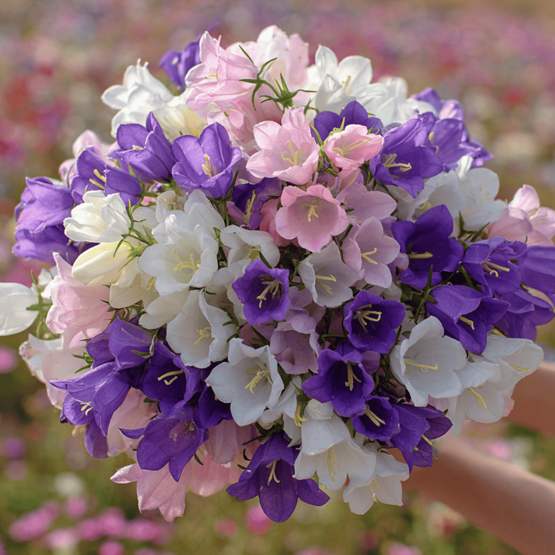 Canterbury Bells Mix seed packet from Southern Seeds showing colorful flower seeds for garden planting.