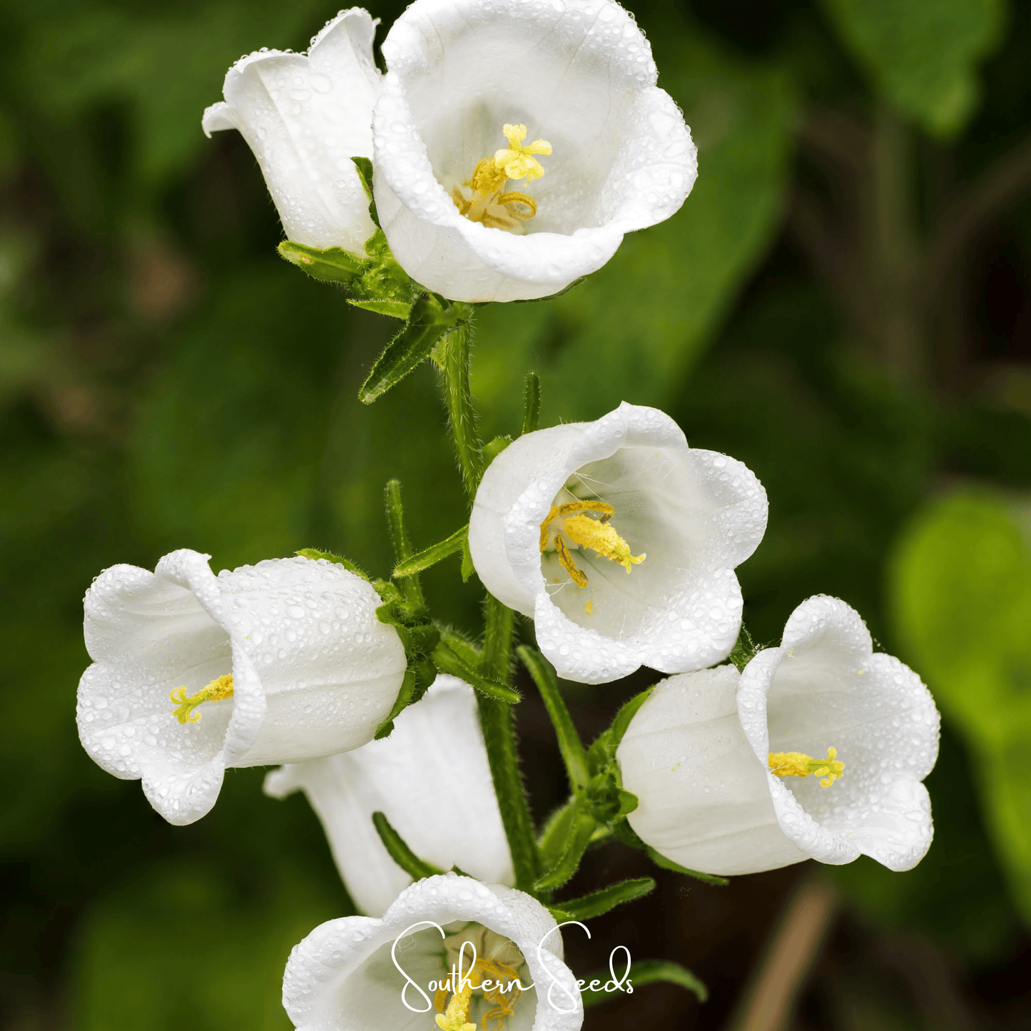 Canterbury Bells Mix seeds from Southern Seeds showing colorful flower buds and green foliage, ready for planting.