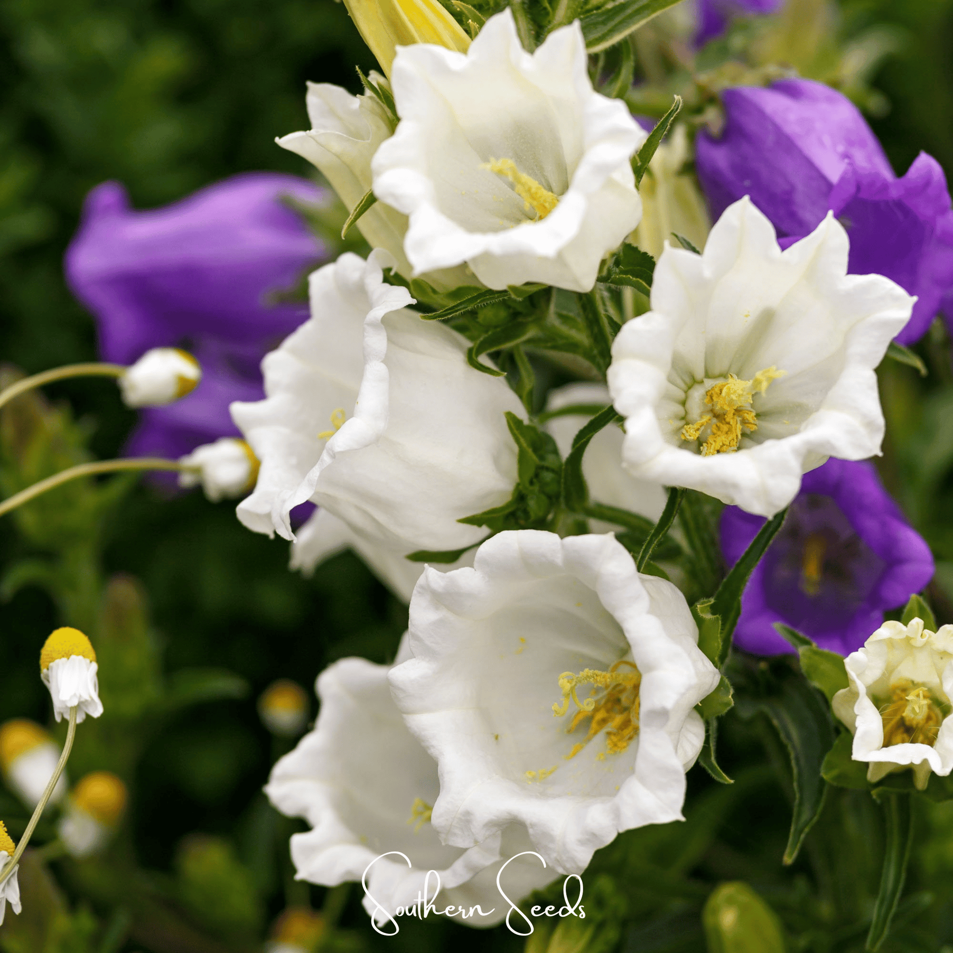 Canterbury Bells Mix seeds from Southern Seeds, showing colorful flower buds and green foliage, ready for planting.