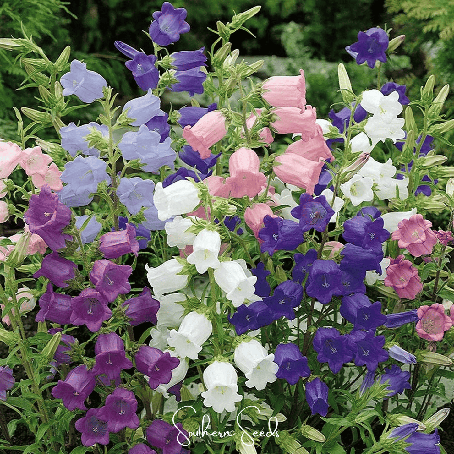 Canterbury Bells Mix flower seeds from Southern Seeds, featuring vibrant, bell-shaped blooms in a colorful mix, 100 seed packet.