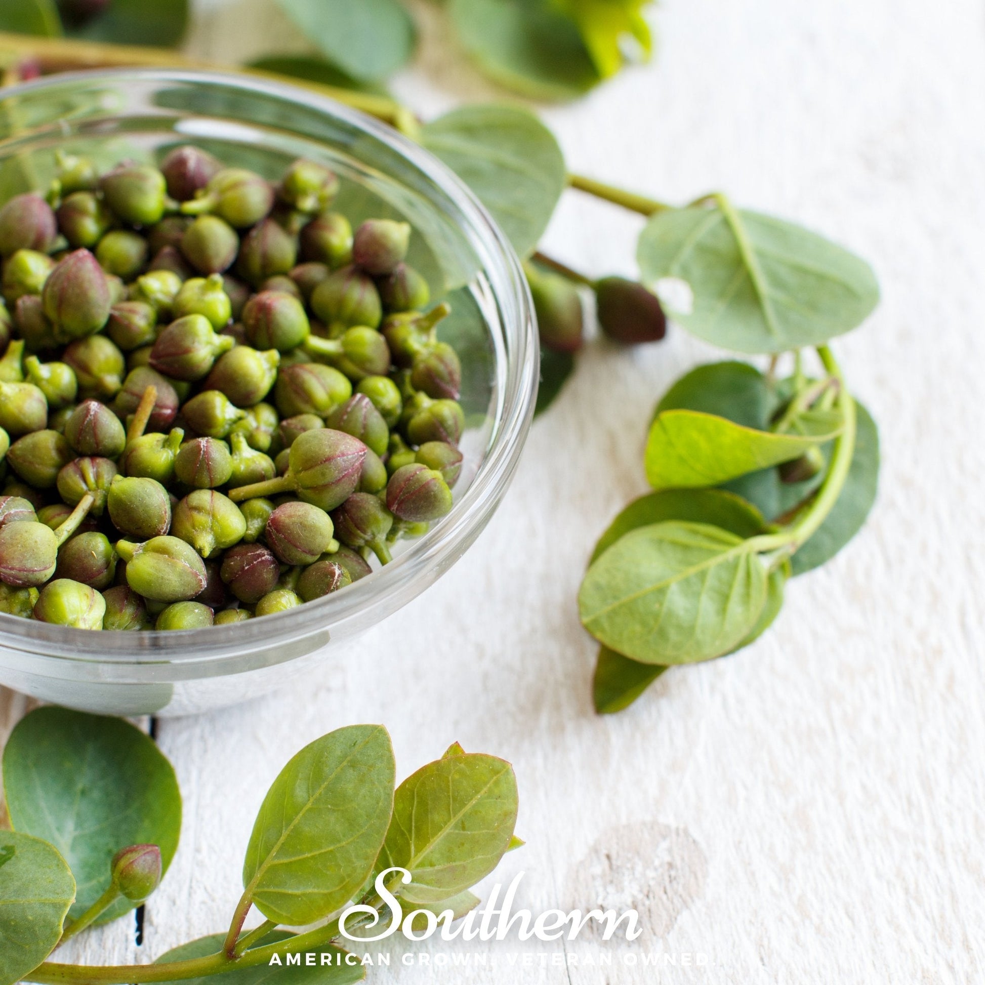 Caper Bush plant with green leaves and small white flowers, packaged as 10 seeds from Southern Seeds for gardening or planting.
