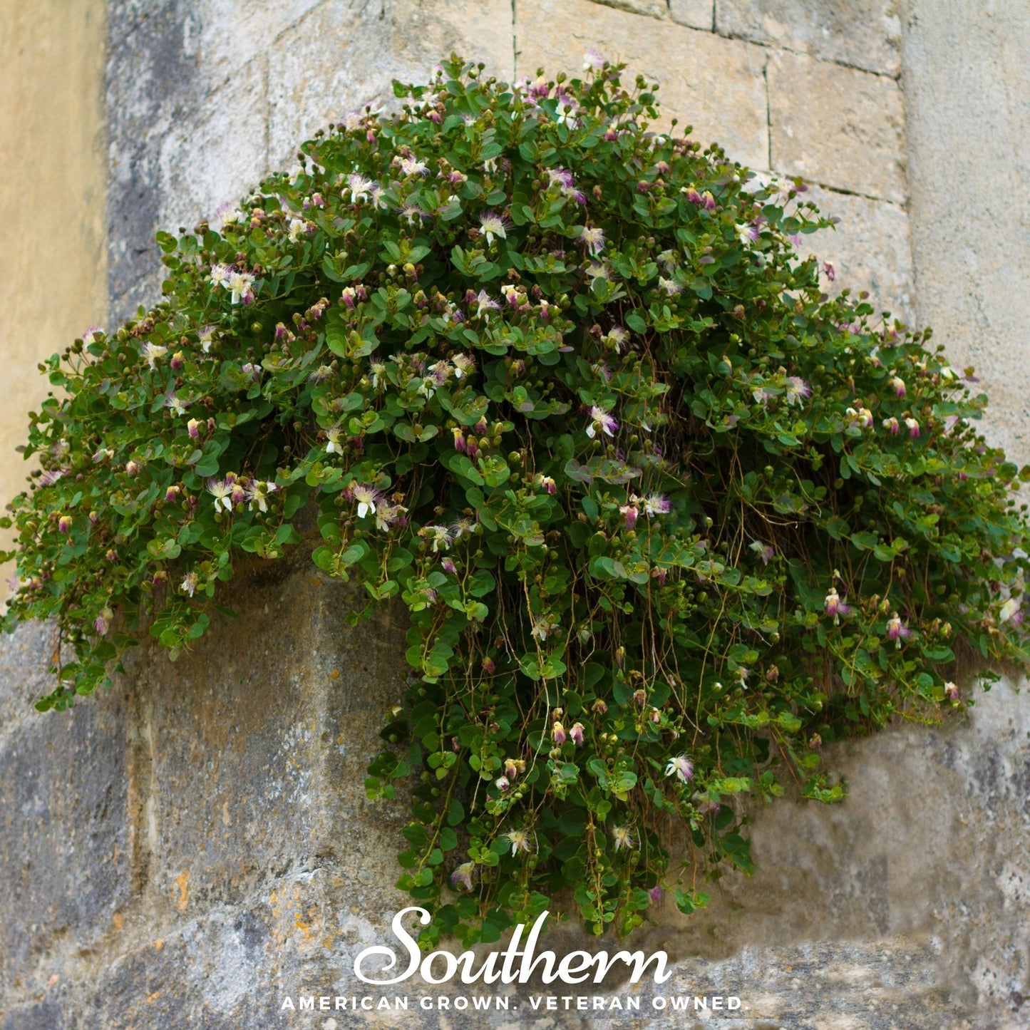 Caper Bush plant with small green leaves and spiny branches, 10 seeds from Southern Seeds for growing caper plants.