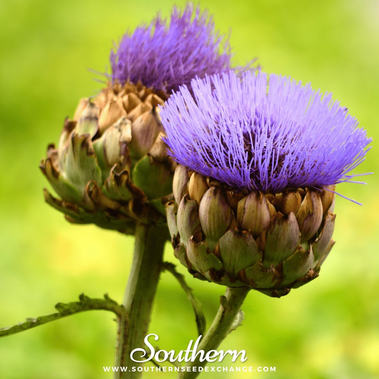 Pack of 25 Southern Seeds Cardoon seeds, showing green cardoon plant with broad leaves and seed packets on a rustic background.