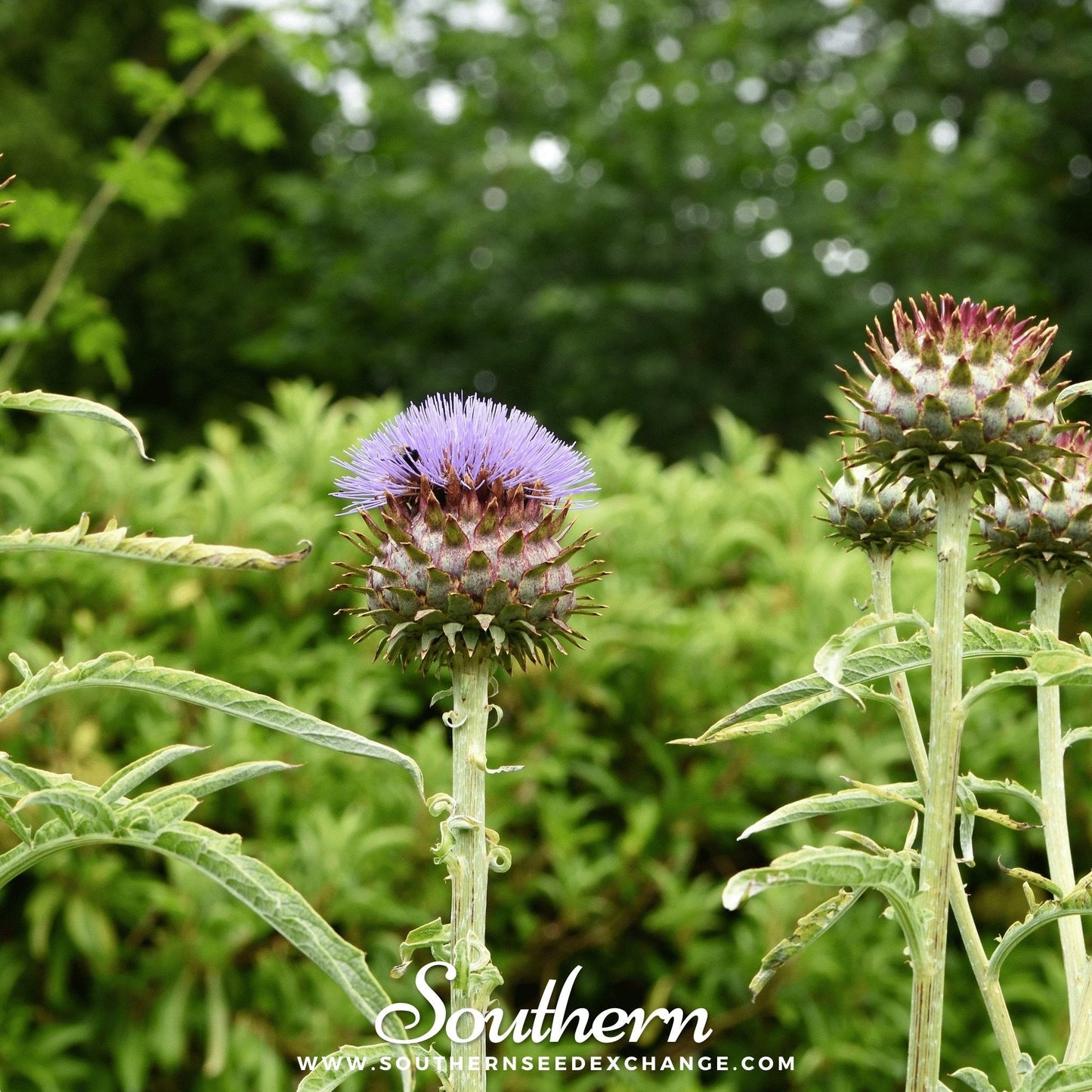 Box of 25 Cardoon seeds from Southern Seeds, showing fresh seeds in a clear container, ready for planting.