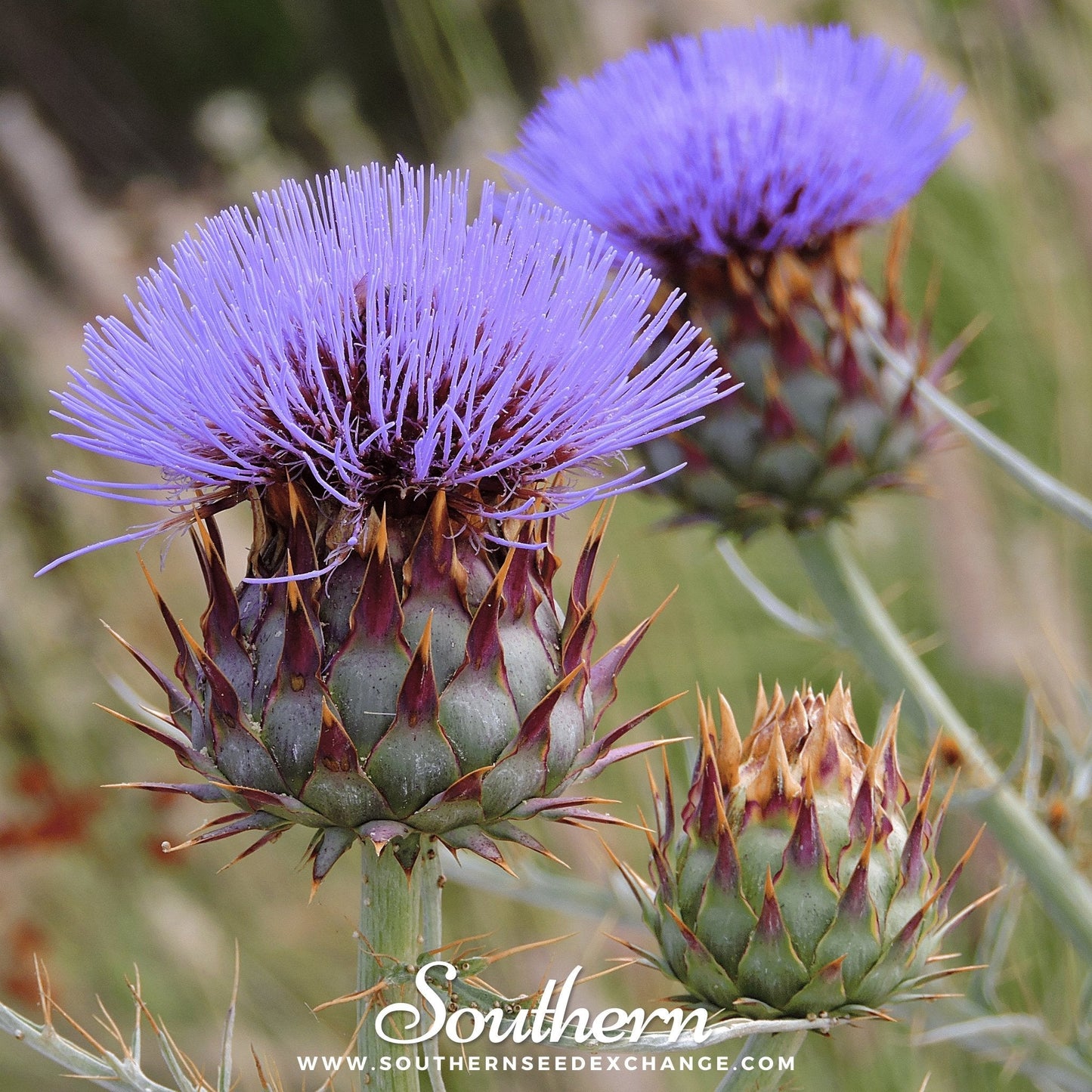 Pack of 25 Southern Seeds Cardoon seeds, showcasing the seeds of the edible cardoon plant (Cynara cardunculus).
