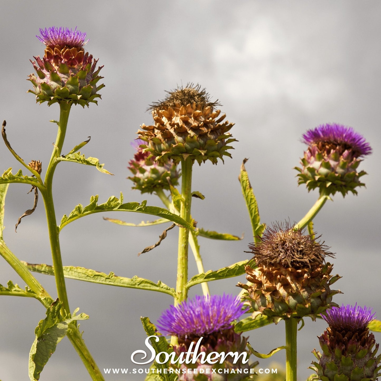 A package of 25 Cardoon seeds from Southern Seeds, showing seeds and packaging for planting and gardening.