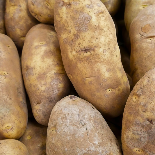Caribou Russet seed potato from The Farm On Central, showing fresh, brown-skinned tuber with smooth surface and natural texture.
