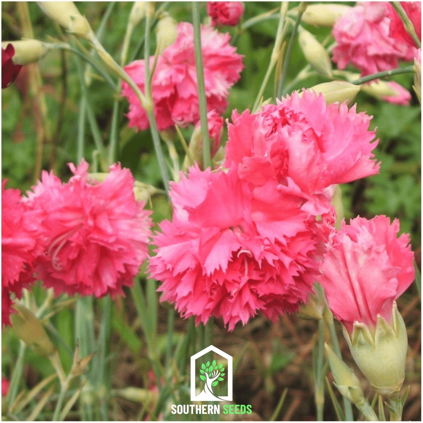 Rose Grenadin Carnation seeds from Southern Seeds, showing 25 seeds for planting colorful carnations